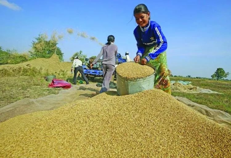 緬甸國內大米價格暴漲刷新紀錄；大米出口量喜人